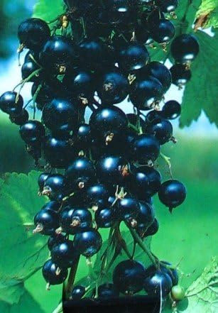 Schwarze Johannisbeere Silvergitters Schwarze Busch 3 Liter Pflanzcontainer 3-4 Triebe