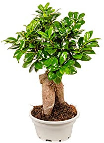 Bonplants Bonsai Ficus Ginseng Microcarpa o Retusa, Pianta Vera Ornamentale (Vaso 16, h 30 cm)