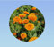 50 graines soucis fiesta orange - CAlendula officinalis -