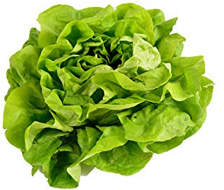 500 Buttercrunch Lettuce Seeds for Planting - Heirloom Non-GMO Vegetable Seeds for Planting - Hydroponics - Microgreens - AKA Butterhead, Boston, Bibb Lactuca Sativa