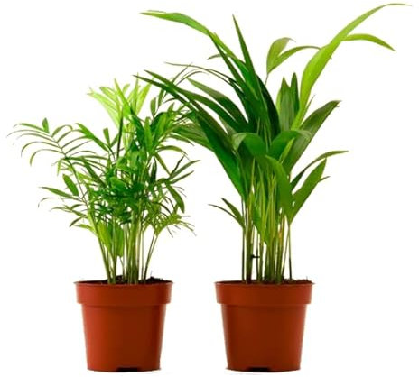 DECOALIVE Palmera Chamaedorea & Palmera Areca Plantas Naturales de Interior