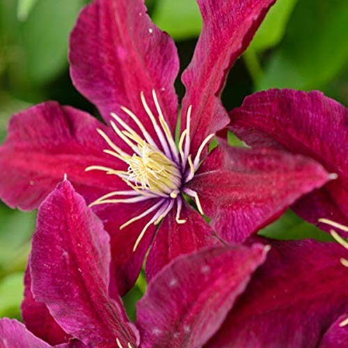 Clematis 'Niobe'- Clématite 'Niobe' 50-60 cm en conteneur