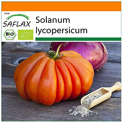 SAFLAX - Garden in the Bag - Ekologiskt - Tomat - Oxehjärta - 10 Frön - Med underlag i en passande resväska - Solanum lycopersicum