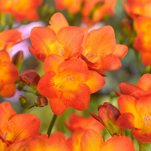 7 x Freesia Double Orange – Bold & Beautiful Blooms – Perennial – Summer Flowering Bulbs – Long-Lasting Cut Flowers – for Your Beautiful Garden