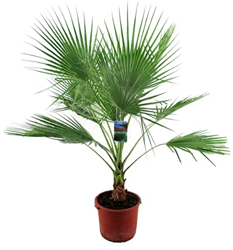 Washingtonia filifera 100-120 cm Petticoat-Palme Zimmerpflanze
