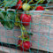 Elixir Gardens Anti Bird Netting 2m 4m 6m 8m 10m Fruit Pond Garden Bird Flu Protection | Pigeon Seagull Magpie Starling Pest Deterrent | 2m x 10m