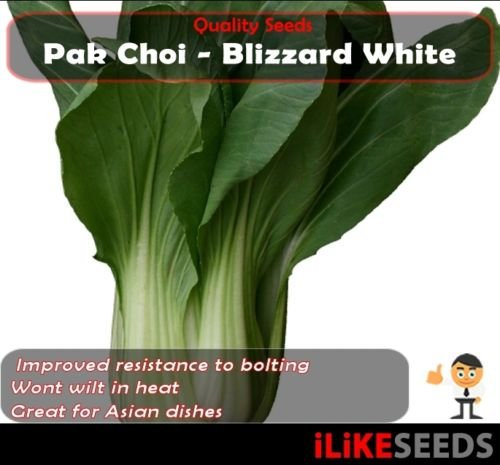 Pak Choi Blizzard Bianco 50 semi di ortaggi Minima pianta da giardino. Nuova e migliorata