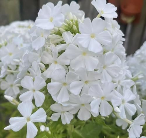 1 Pack of 300 SEEEDS DRUMMOND'S Phlox ALBA - Phlox drummondii grandiflora - White
