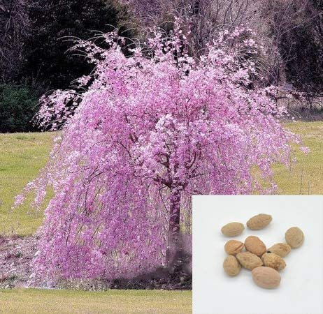 Shopvise Rose Fontaine pleureur Cerisier Graines de bricolage jardin 2Pcs