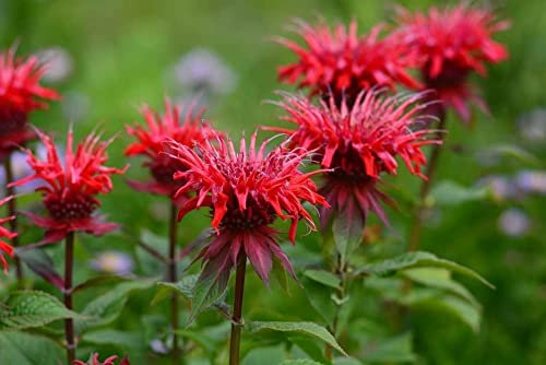 Monarda didyma Mix, Thé d'Oswego – Bergamote - Mélisse d'or 50, plante vivace