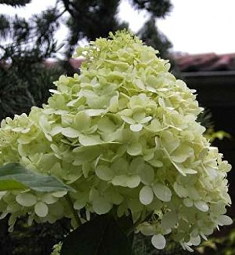 Hydrangea paniculata Limelight 40-60 cm – Winterhart, Mehrjährig, Pflegeleicht – Rispenhortensie – Blütenstrauch für Garten & Kübel