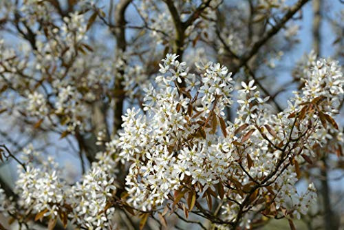 Kupfer-Felsenbirne Amelanchier lamarckii 60-100 cm Heckenpflanze winterhart