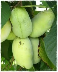 Vivaio Garden Forest - Asimina triloba prima 1216, banano di montagna del nord innestato autofertile, pianta da frutto, banano pianta, h 60cm