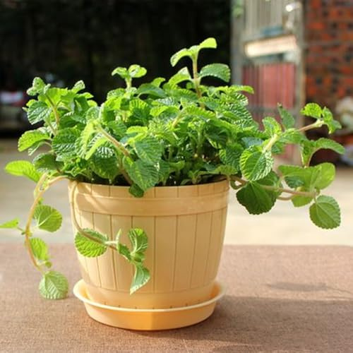 semillas de melisa - resistente al invierno productos sostenibles raro exótico jardín de variedades antiguas semillas silvestres balcón, verdes 100pcs