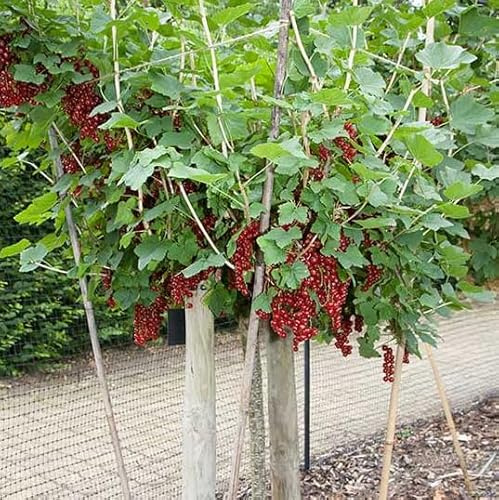 Red Currant Plant Live for Planting, Currant Bush Live Plant Rooted Starter Plant, Cannot Ship to NC, WV, NH, Current Fruits