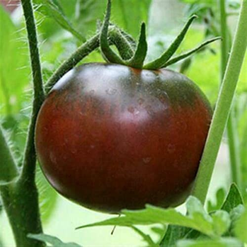 Luojuny Semi di pomodoro, 100 pezzi/borsa Semi di pomodoro Pianta facile Non OGM Semi di ortaggi nutrienti saporiti a crescita rapida per esterni Nero e viola