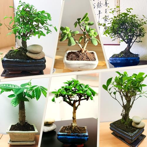 1 Evergreen Bonsai Selection in Ceramic Pot, Indoor Outdoor Plant Low Maintenance Garden Home Décor, Random Selected from: Ficus Weeping Fig/Chinese Elm/Sageretia/Jade Plant/Pachira Money Tree