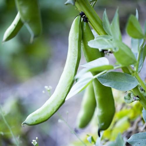 Semi di fava,da giardino vasi per,da giardino giardino to,in vaso semi di ortaggi 30pcs
