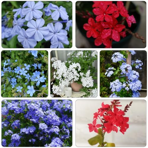 Plumbago auriculata decorazione primavera semi di selvatico decorazioni giardino per esterni giardino estate interni 500pcs