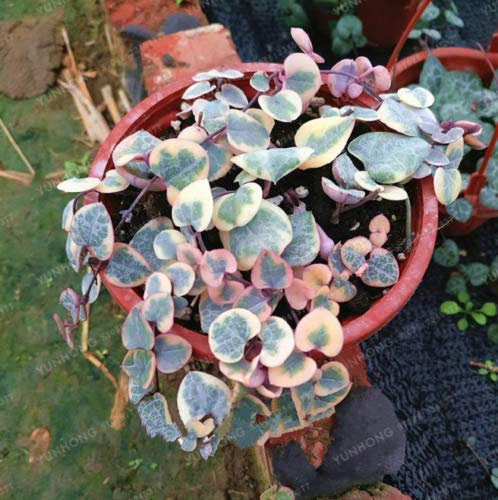 Portal Cool Rare Seme di Fiore Pianta grassa Ceropegia woodii 100 Pz Fiori Mondo