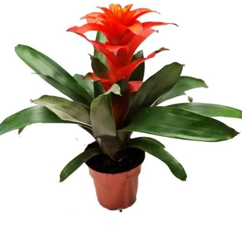 Guzmania Color Rojo | DECOALIVE | Planta de Interior | Planta Natural con Flores Rojas
