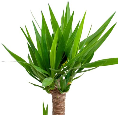Árbol de Interior Yucca +100cm con 2 Troncos 60-30 Planta Viva