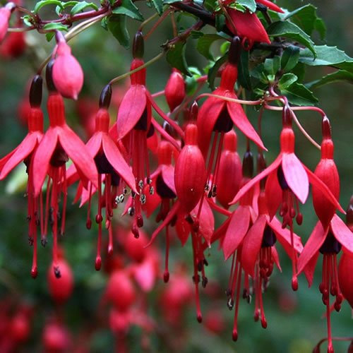 GardenersDream Fuchsia Riccartonii Plant - Outdoor Garden Ready Hardy Shrub - Beautiful Upright Flowering Shrub in Pot - Outdoor Plant for Gardens, Containers, Beds and Borders (20-40cm, incl. 3L Pot)