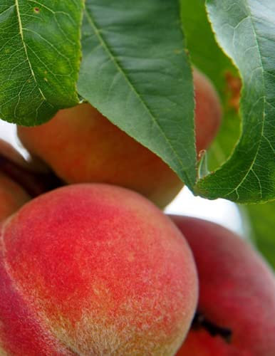 Peaches: Peach Tree Notebook Journal Notepad