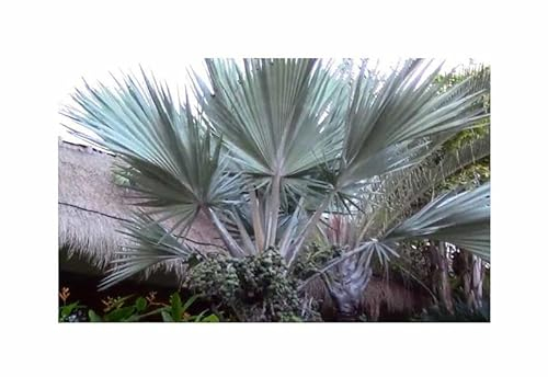 Stk - 5x Latania loddigesii - Blaue Latan Palme Fächerpalmen Pflanzen - Samen ID1746 - Seeds & Plants Shop by Ipsa