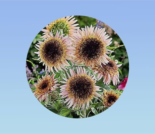 10 graines de Tournesol Astra rose - Hélianthe rose - oeil de bœuf rose - hélianthus