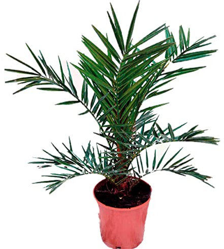 Palmera Phoenix Canariensis - (Altura 50 Cm aprox) -Palmera Natural Canaria - Palmera de Interior y Exterior - Planta Viva