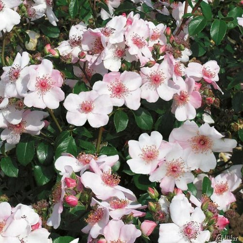 Rose 'Sweet Pretty®' - Beetrose pastellrosa Blüten - Rosa Rose Pflanze Winterhart Halbschattig gesundes Laub - von Garten Schlüter - Pflanzen in Top Qualität