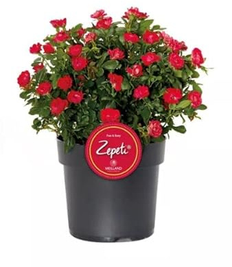 Rosal Meilland Zepeti - Haz Que tu Jardín Florezca con Esta Planta Viva - Flores Rojas