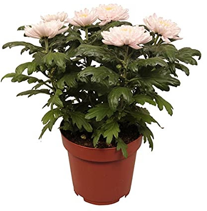 Crisantemo Planta Natural con Flor Chrysanthemum Flor de Todos los Santos