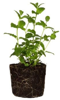 Mentha | DECOALIVE | Hierbabuena | Menta | Interior y Exterior | Planta Natural