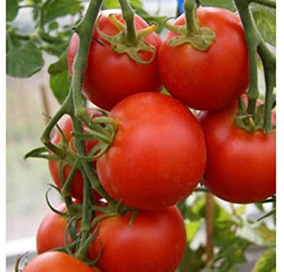 Heritage Heirloom SUB Arctic Plenty Cool Climate RED Salad Tomato Seeds. Certified French Organic Grower