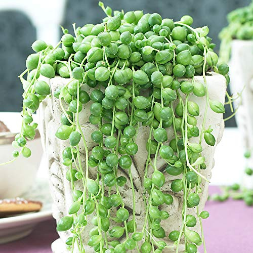 Senecio Rowleyanus Sukkulente Zimmerpflanze | 20-30 cm Topfpflanze fürs Zuhause oder das Büro