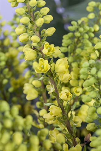 Mahonia x media 'Winter Sun' 40-60 cm – Winterhart, Immergrün, Pflegeleicht – Mahonie – Zierstrauch für Garten & Schattenbeet