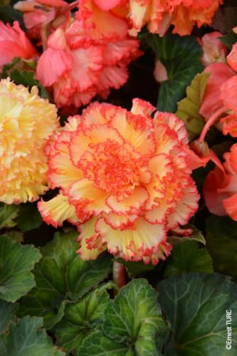 Begonia Prima Donna Aurore/Bégonia tubéreux/Conteneur de 1 à 1.9 litres/Vivace tubéreuse