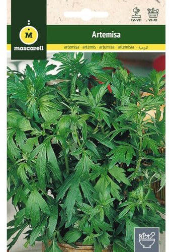 Mascarell Semillas, ARTEMISA, Semillas de Hierbas Aromáticas para Plantar, Crea tu Propio Huerto en Casa. 0,5 Gramos