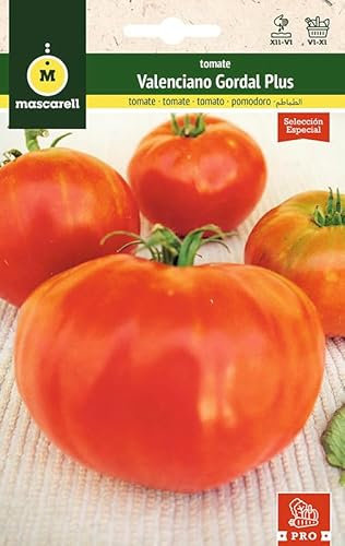 Mascarell Semillas, TOMATE, Semillas Huerto, TOMATE VALENCIANO GORDAL PLUS, Crea tu Propio Huerto Urbano y Cultivo en Casa, Plantas Hortícolas. 0,1 Gramos