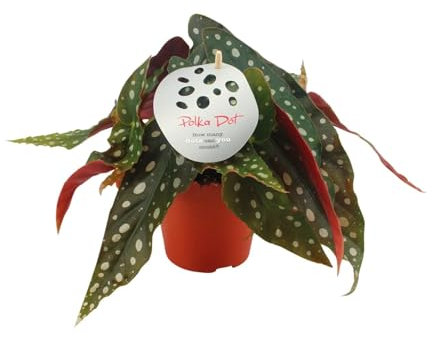 Begonia maculata - 20cm - Ø12cm - Plante d'intérieur - Vert persistant
