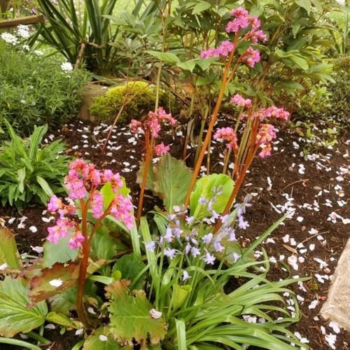 Bergenia reverdecimiento de tejados de jardín semillas perennes primavera oficina bonsái decoraciones jardín para exteriores interior 100pcs