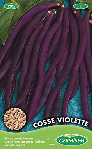 Germisem Cosse Violette Graines de Haricot à Rames 100 g EC1205 Multicolore
