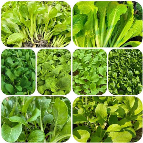Semi di Pak Choi biologici - resistenti per balconi senape cinese decorative per balcone di tappezzanti, 1000pcs
