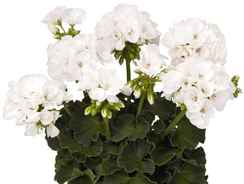 DECOALIVE Geranio Blanco Planta Natural con Flores Blancas