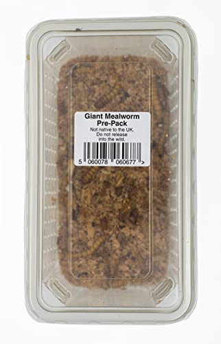 Livefoods4u Live Giant Mealworms 40g Tub (40-60mm) Live Food for Reptiles and Garden Birds