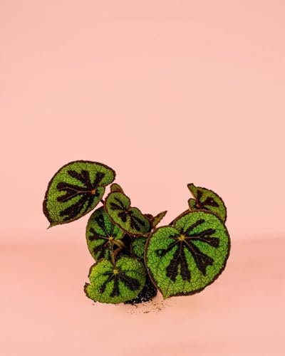 Begonia Masoniana Rock | Plantas Naturales Interior | Pur Plant