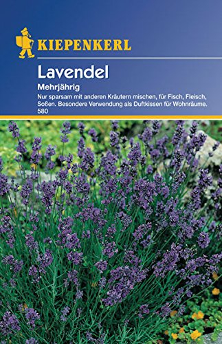 Lavendel, 'mehrjährig'