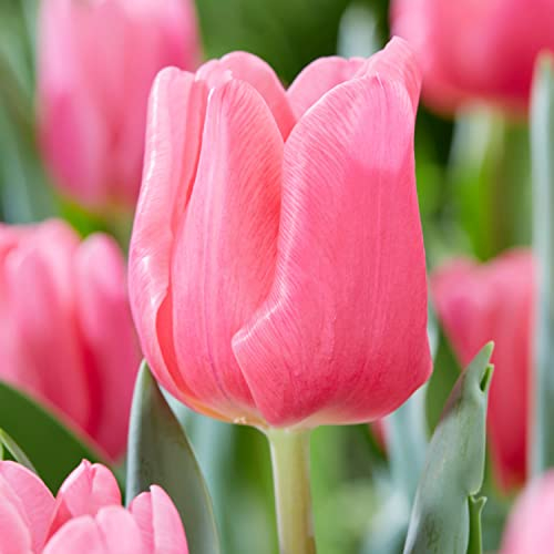 Bulbes de tulipes Single Pink Passion (25 pièces) tulipes roses exclusives de Hollande, résistantes au froid et vivaces pour le jardin, les pots, le balcon d'Amsterdam (gros bulbes, pas de graines)